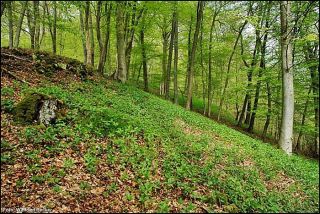 4 NSG Muehlenberg bei Adorf